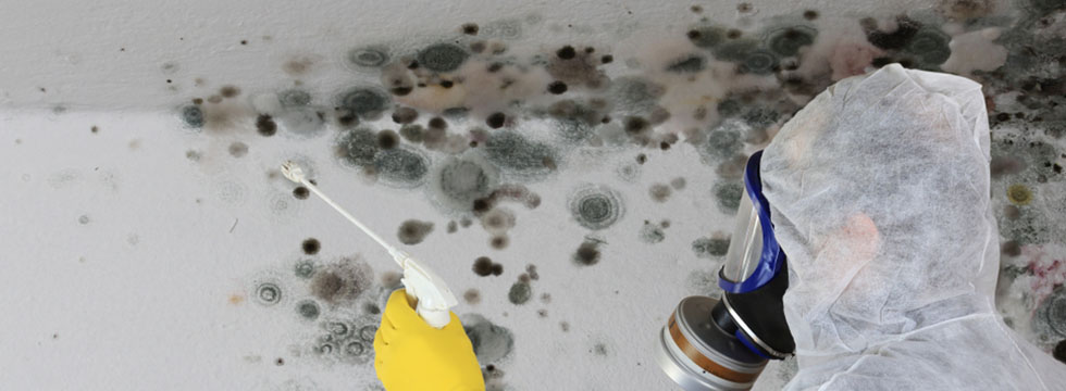 Black-Mold-Removal-Coquitlam