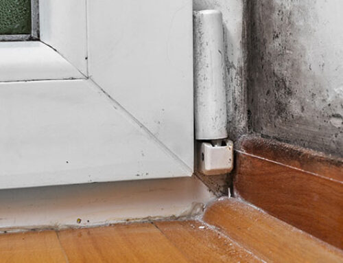 Book Top Black Mold Remediation Work from Our North Vancouver Company