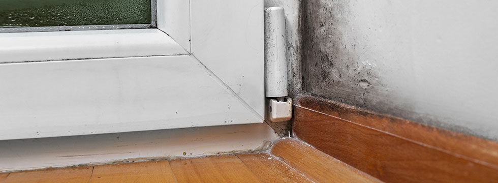 Black-Mold-Removal-North-Vancouver
