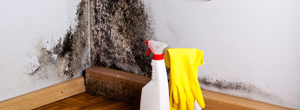 Black-Mold-Removal-Vancouver