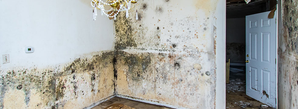 Black-Mold-Removal-West-Vancouver